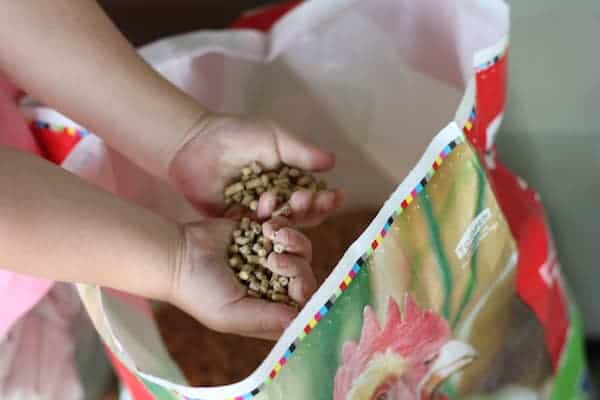 Image shows a child's hands reaching into a bag of chicken feed, with two handfuls of feed.