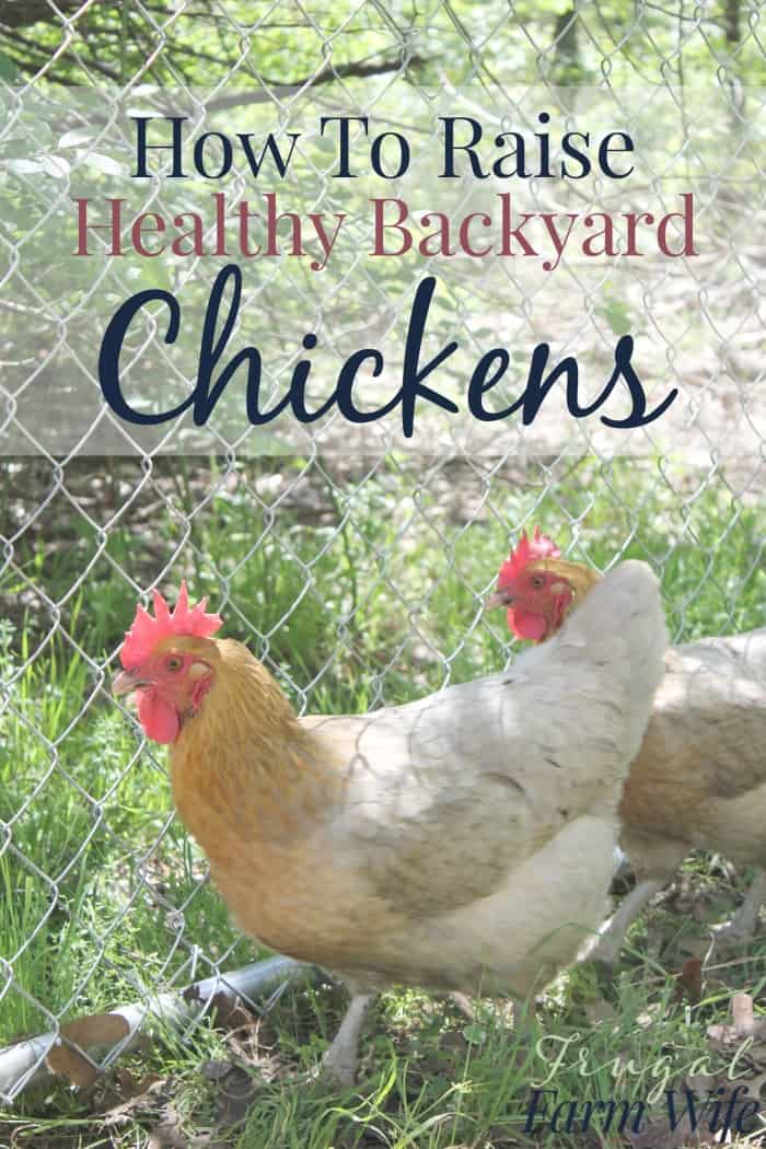 Image shows two chickens at a fence with text that reads "How To Raise Healthy Chickens In Your Backyard"