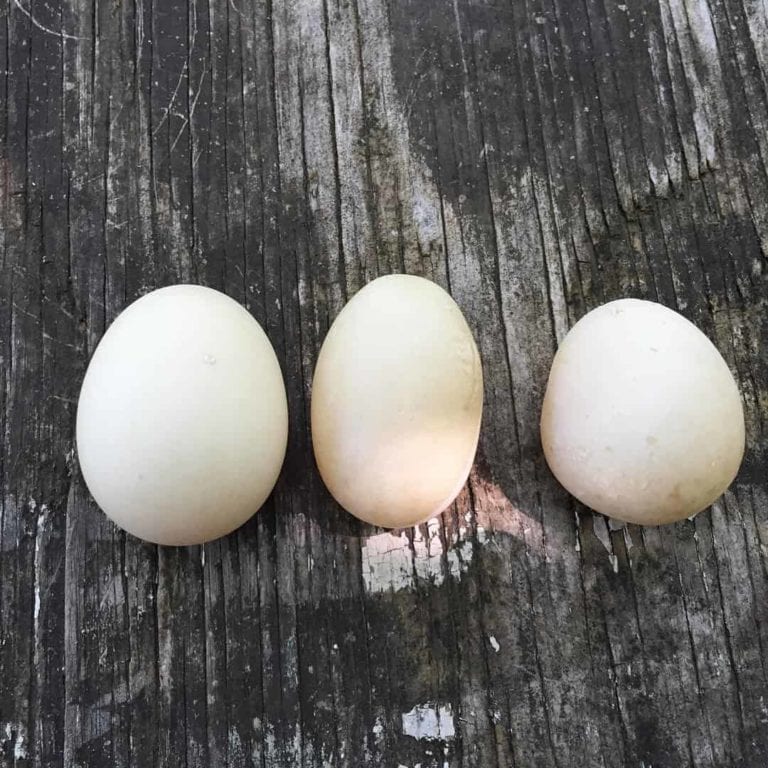 Weekend Wrap-up: Ducks and Eggs