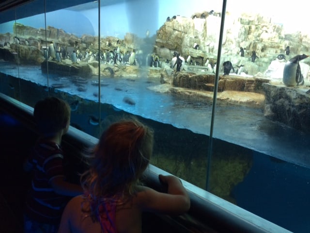 Photo shows two small kids looking at penguins in an enclosure at Sea World