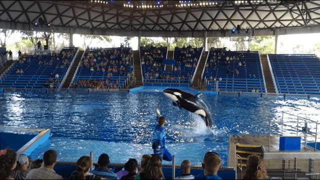Photo shows a killer whale jumping in a pool at Sea World