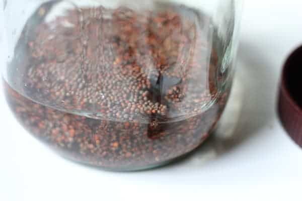 Image shows broccoli seeds soaking in water in a mason jar, waiting to sprout