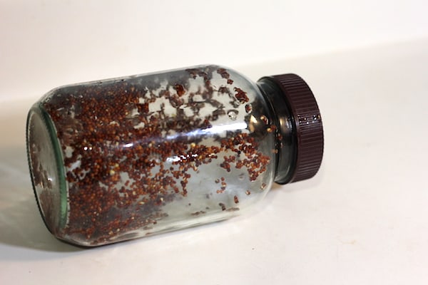 Image shows a mason jar on it's side, with seeds waiting to sprout