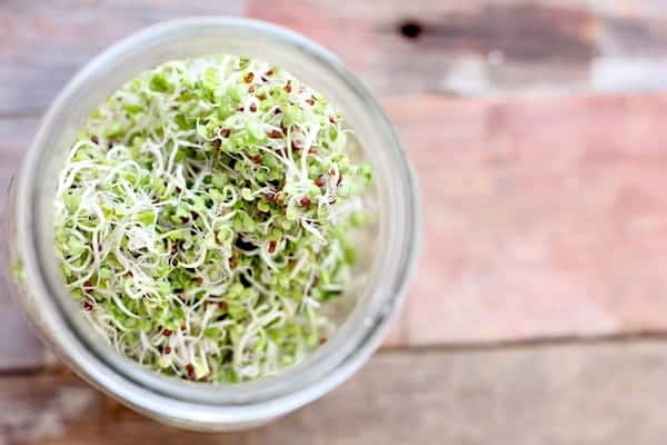 Photo shows a jar of broccoli sprouts taken from above