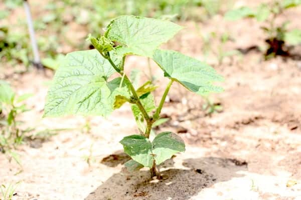 Image shows a cucumber plant growing in a garden, with bright sun shining overhead.