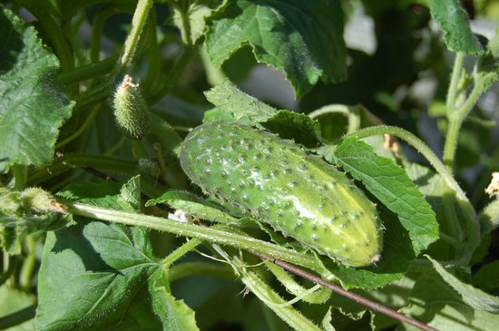 Image shows a cucumber growing on a plant in the sun. 