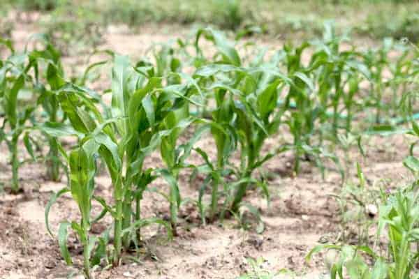 how to grow your own popcorn