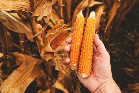 grow your own popcorn
