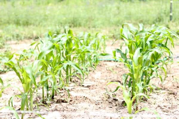 young popcorn plants growing in full sun.