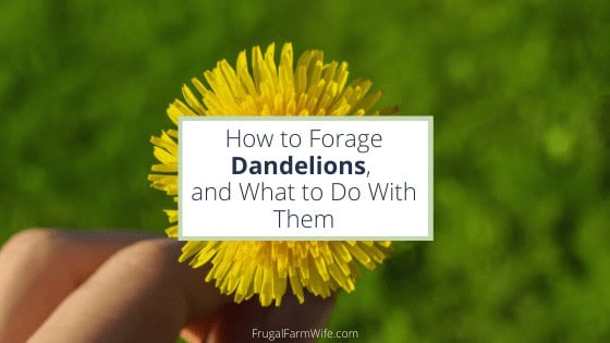 how to forage dandelions