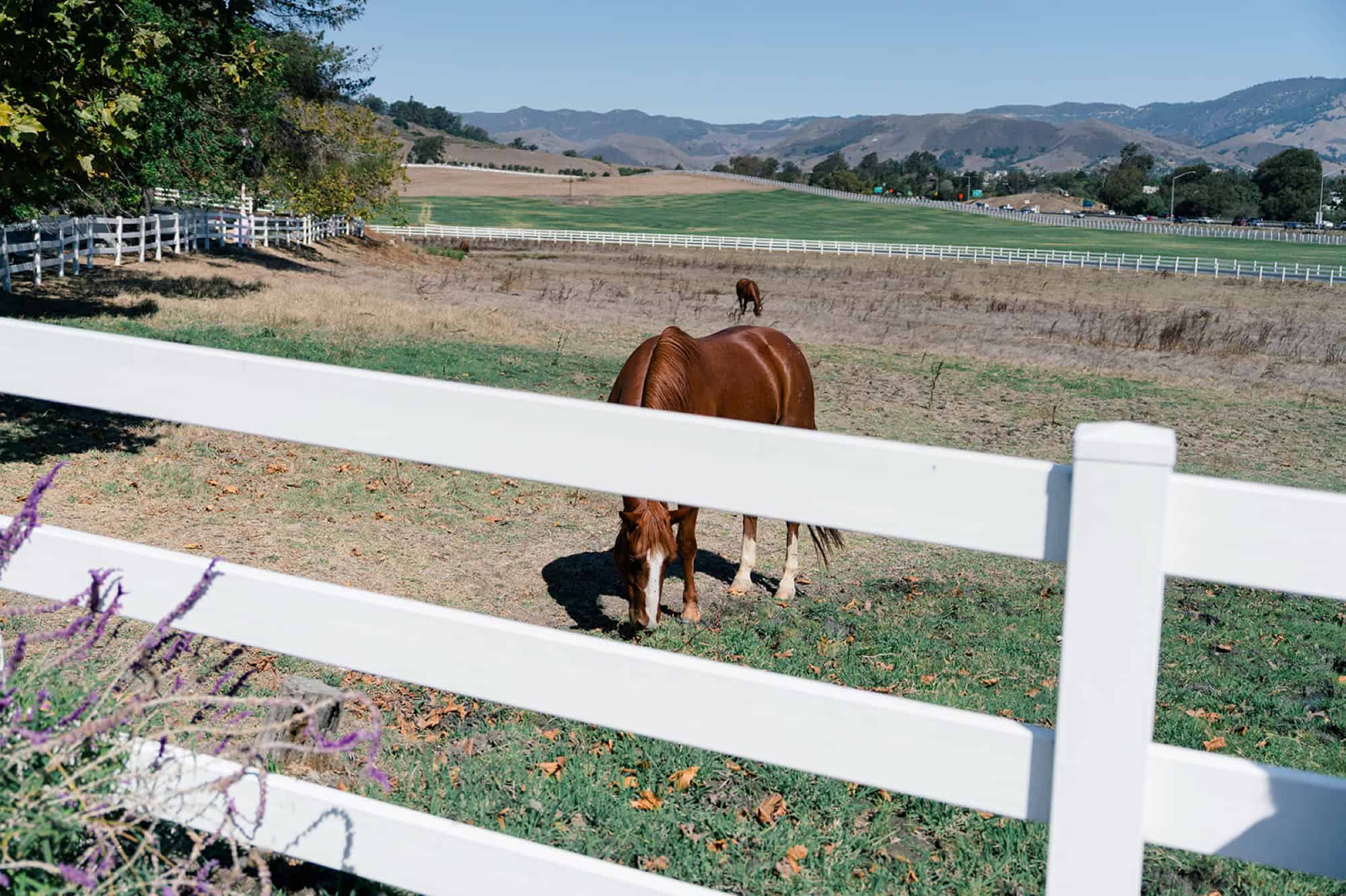 madonna inn weddings; Jenny Markham Photography; california wedding venues with horses