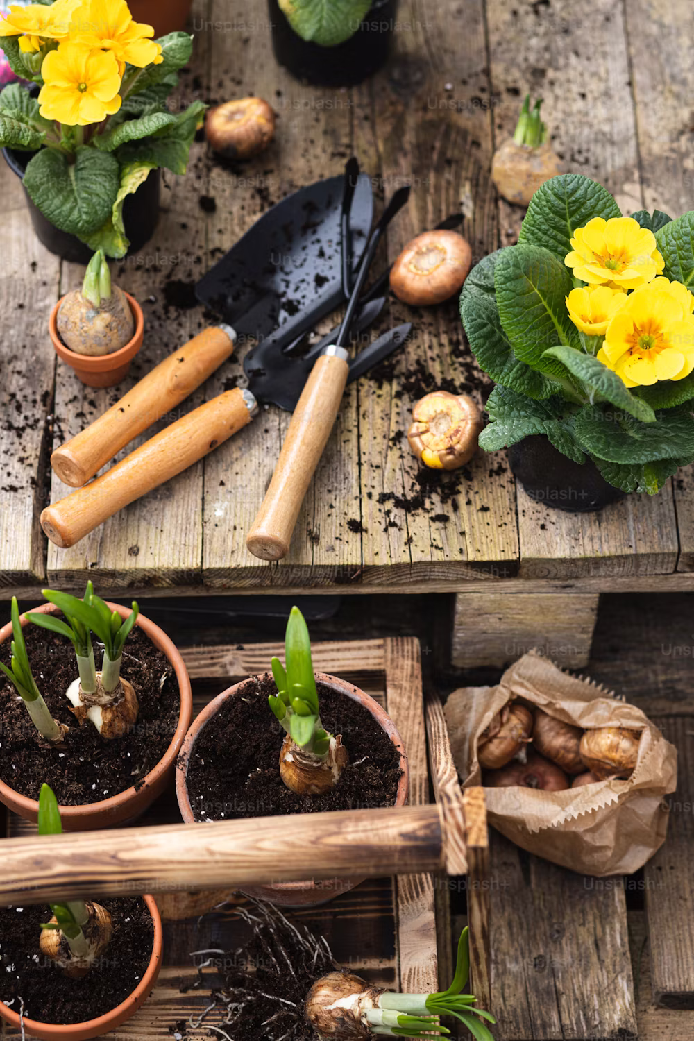 beginner organic gardening tools and seedlings Gardening tools, flower bulbs, and potted plants with yellow blooms arranged on a wooden table.