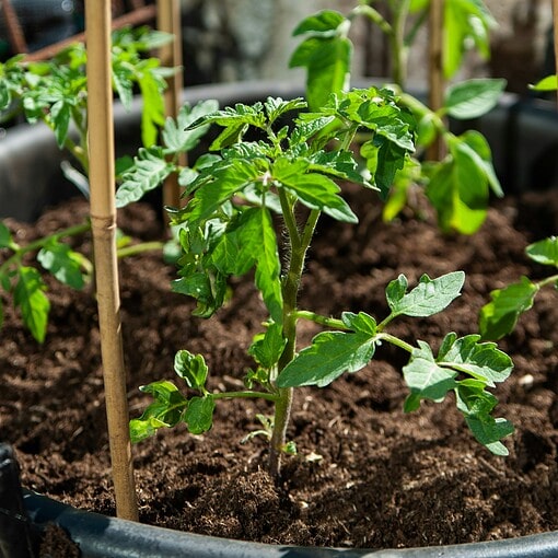 how to grow tomatoes organically in the UK(Home‑Grown Tomatoes)