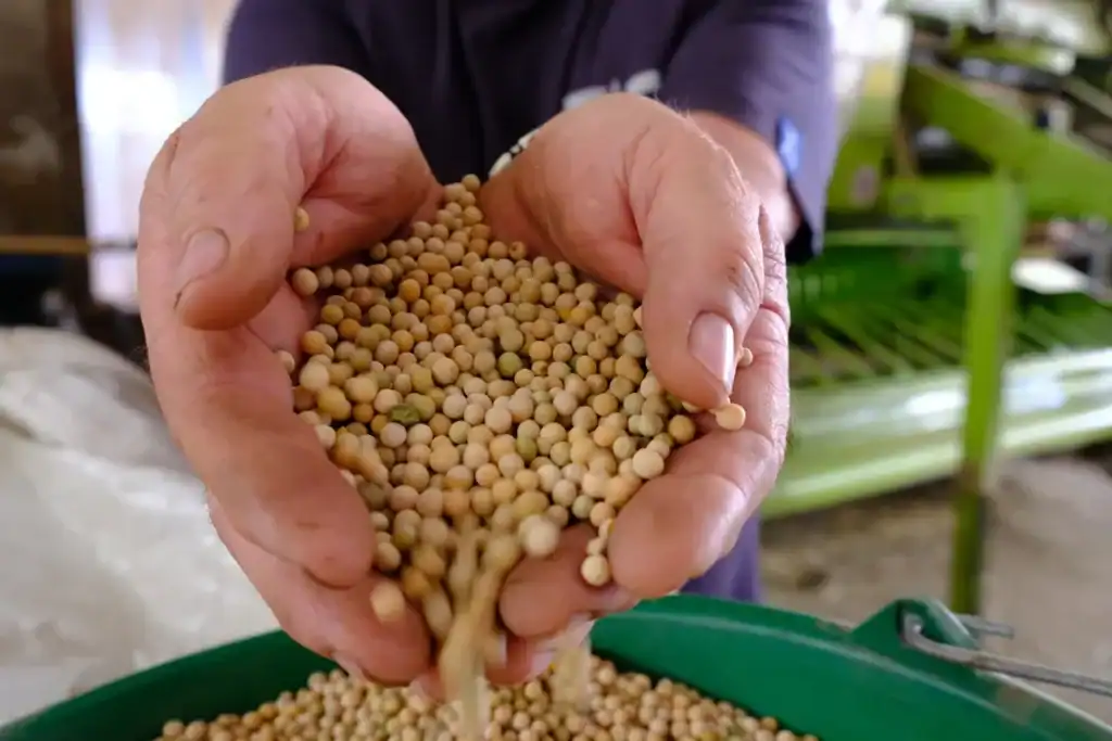 Pois blond : le petit trésor auvergnat qui rivalise avec le pois chiche 3 pois blond c'est quoi