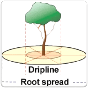 Tree Roots Sydney: $0 Quote | Priority Tree Services