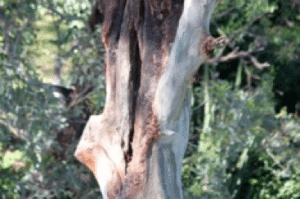 General Tree Defects - Priority Trees