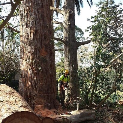deadwood cut by priority trees with man holding chainsaw