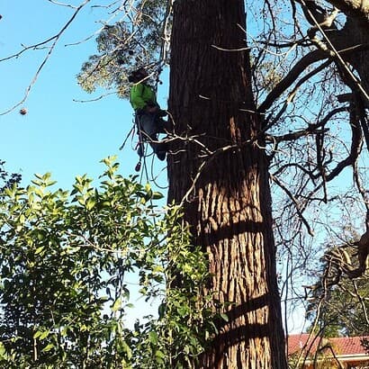 deadwood was cut by priority trees with man harnessed on tree