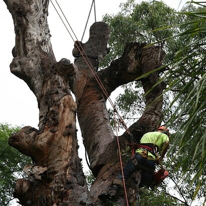 deadwood cutting conducted by priority trees
