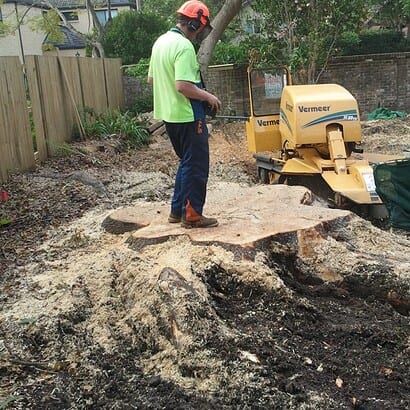 stump removal conducted by priority trees