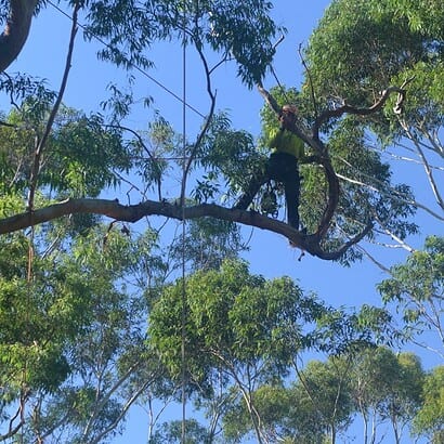 pruning stem by priority trees with man harnessed on the trunk