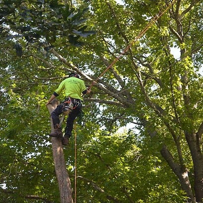 pruning stem by priority trees with man harnessed on trunks