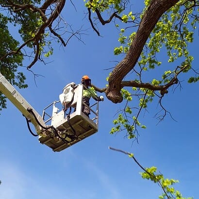 pruning stem by priority trees with man on crane chopping up trunks