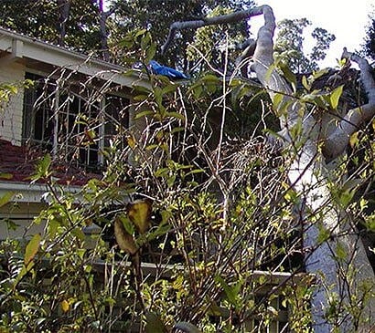 tree that has damage by the storm way urgently remove by priority trees