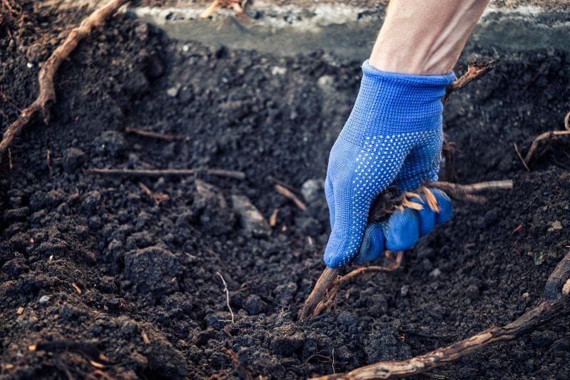 gloved hand of a man pulling roots from a tree