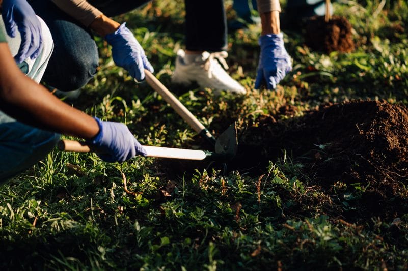 restoring lawn after tree stump removal