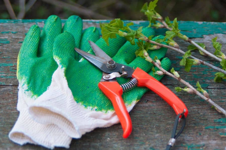Gardening gloves and pruning shears ready for fig tree pruning.