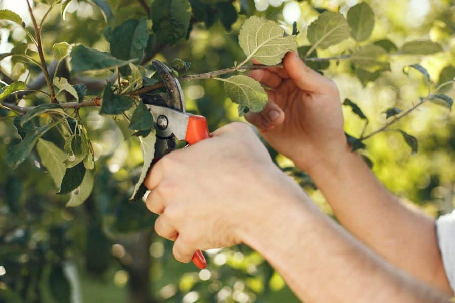Pruning young fig tree to encourage lateral growth and remove suckers.