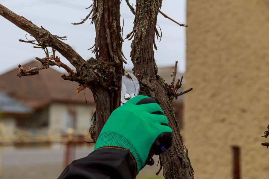 Gardener trimming diseased wood to keep the fig tree healthy.
