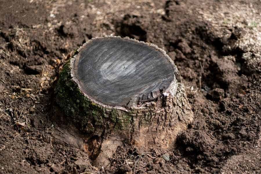 Tree stump surrounded by loose soil, showing size and condition factors that impact stump grinding quotes.