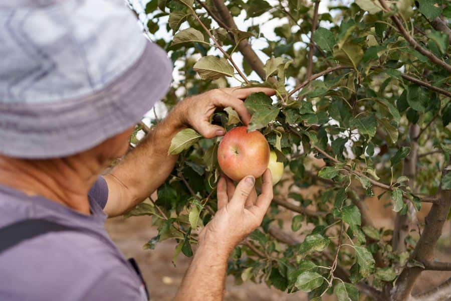 Gardener inspecting a ripe apple on a tree, checking fruit and branch health before seasonal pruning.