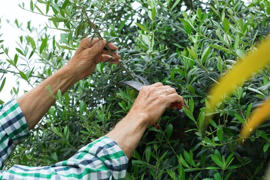 Gardener pruning an olive tree in an Australian backyard to improve shape and fruit growth.