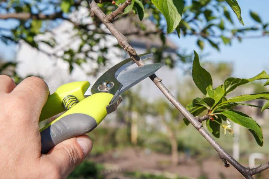 Gardener using bright green secateurs to cut a small apple tree branch on a clear sunny day.