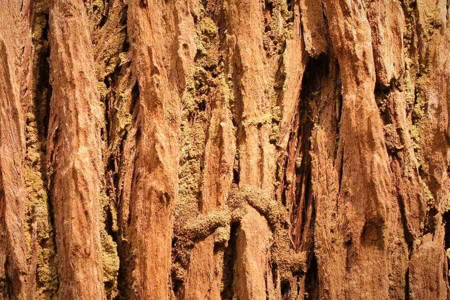 Close-up of rough tree bark textured with narrow ridges and crumbly mud-like trails.