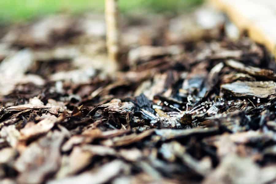 Water droplets irrigating fresh mulch around a tree base, highlighting healthy landscaping.