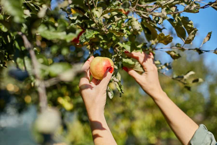 Person picking a ripe apple from a sunlit tree, ready to rejuvenate and care for their orchard.