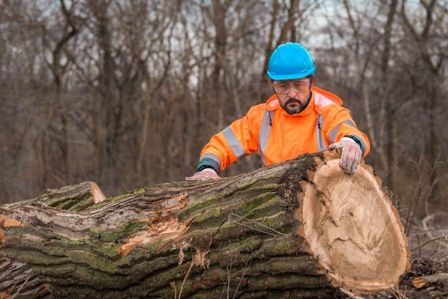 Worker in safety gear inspecting a large cut tree trunk in a forested area.