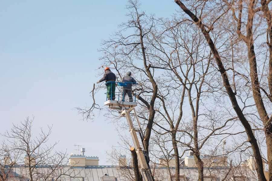 Workers on a lift cutting branches from a tall tree above nearby buildings.