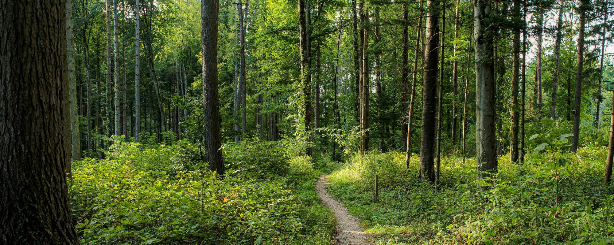 Proč je doma užitečný ionizátor vzduchu