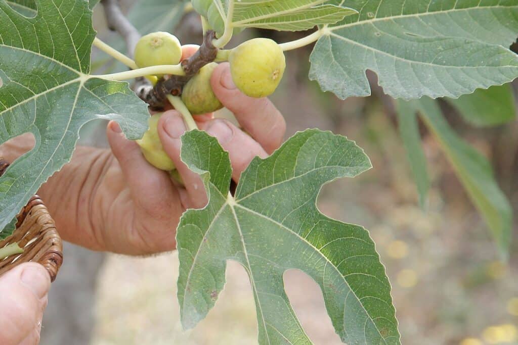 Comment reconnaître un figuier mâle