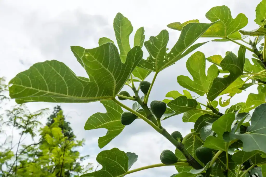 Comment transformer un figuier mâle en femelle 