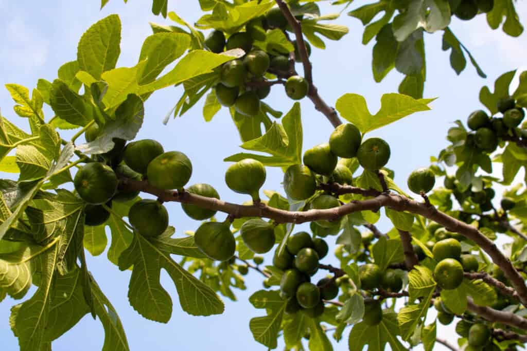 Est-ce qu'un figuier mâle donne des fruits 