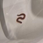 vers dans les toilettes