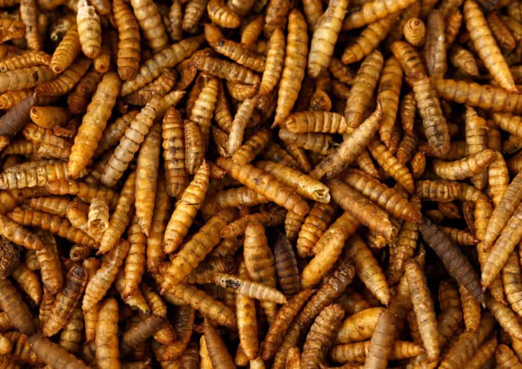 comment se débarrasser des larves de mouches 