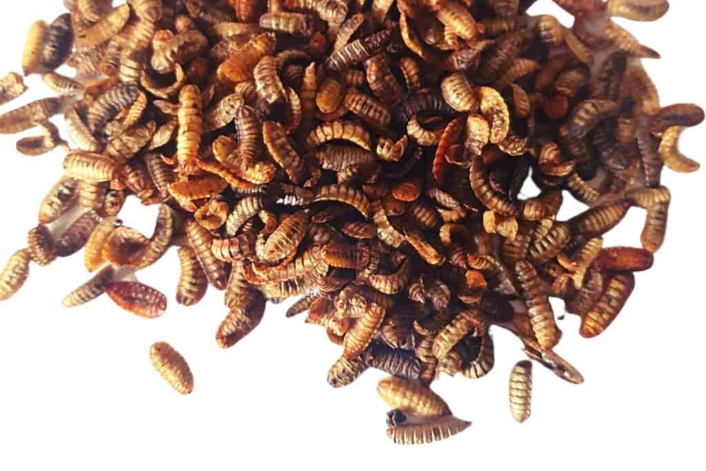 larves de mouches maison