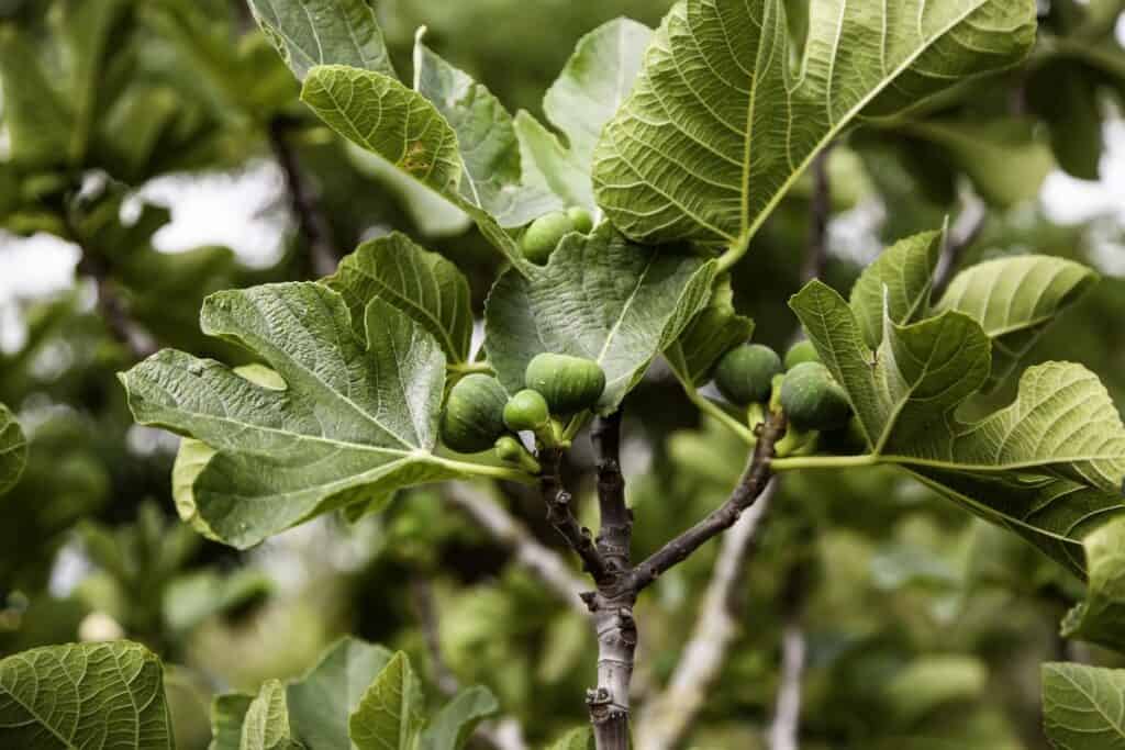 que faire d'un figuier mâle